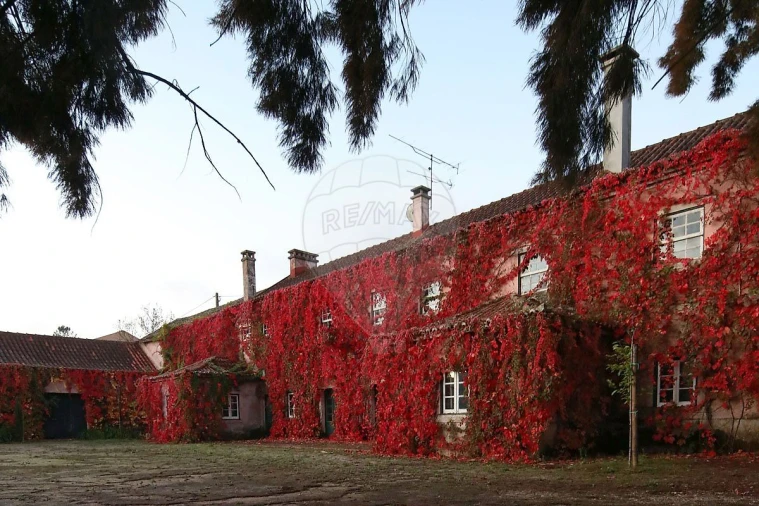 Quinta T15 para Venda em Maxial e Monte Redondo Foto 3