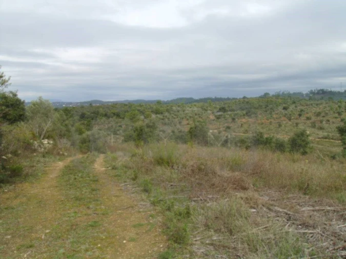 Terreno Agricola ou Rústico para Venda em Casais e Alviobeira Foto 10