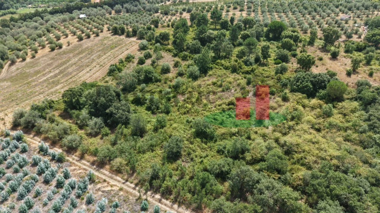 Terreno Agricola ou Rústico para Venda em Asseiceira Foto 5