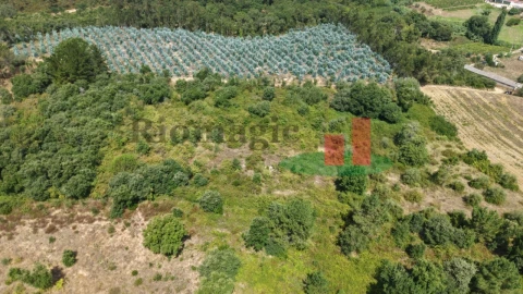 Terreno Agricola ou Rústico para Venda em Asseiceira