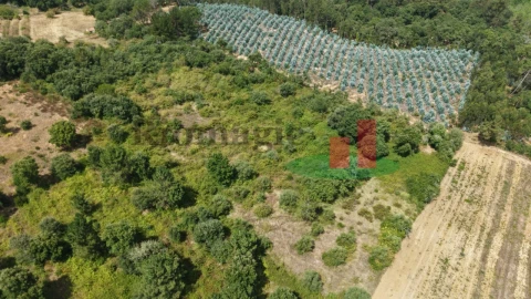 Terreno Agricola ou Rústico para Venda em Asseiceira