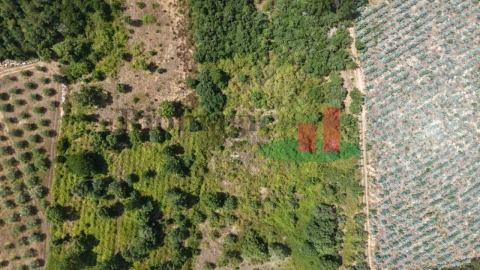 Terreno Agricola ou Rústico para Venda em Asseiceira