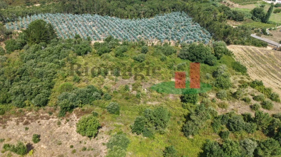 Terreno Agricola ou Rústico para Venda em Asseiceira