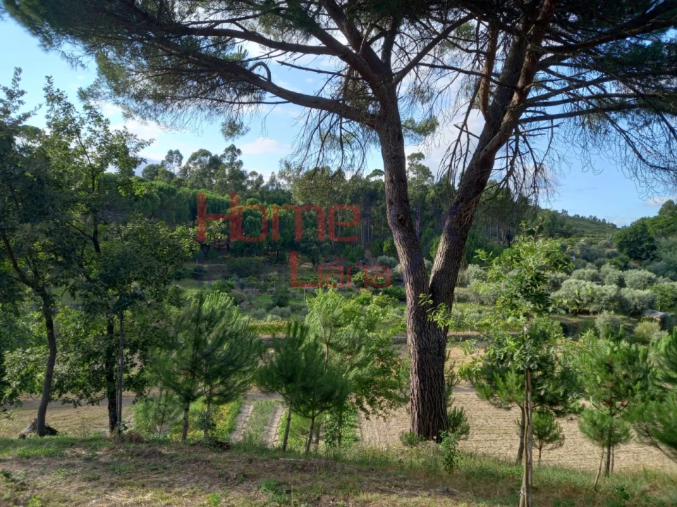 Quinta T4 para Venda em Midões Foto 11