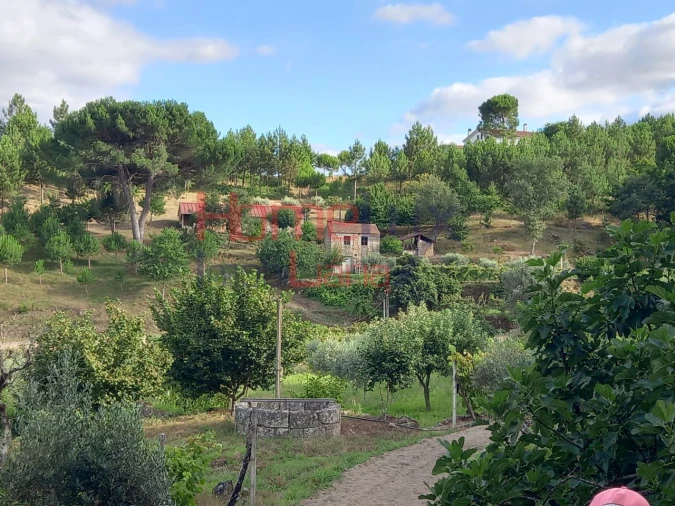 Quinta T4 para Venda em Midões Foto 7
