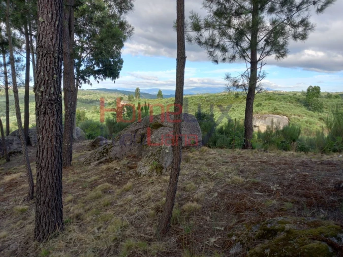 Quinta T4 para Venda em Midões Foto 8