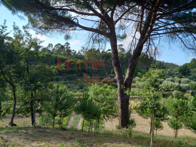 Quinta T4 para Venda em Midões Foto 11