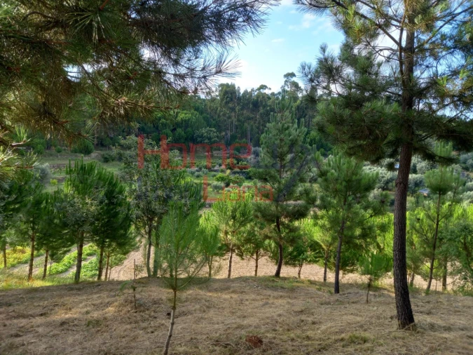 Quinta T4 para Venda em Midões Foto 12