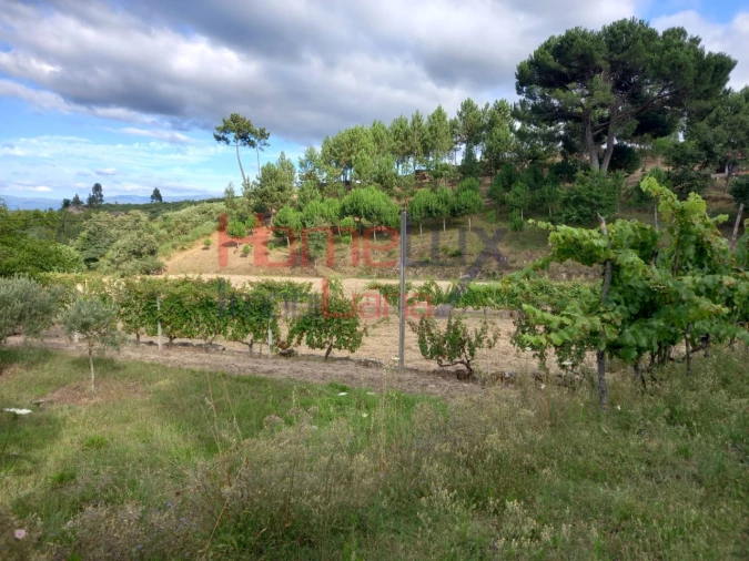 Quinta T4 para Venda em Midões Foto 20