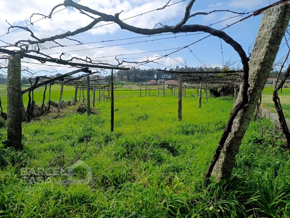Terreno Agricola ou Rústico para Venda em Cristelo Foto 3