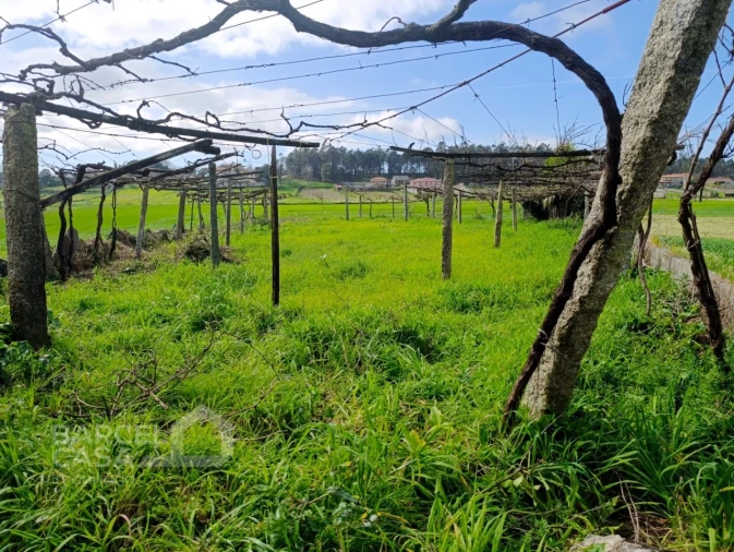 Terreno Agricola ou Rústico para Venda em Cristelo Foto 1