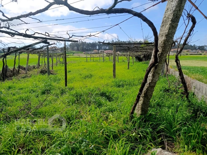 Terreno Agricola ou Rústico para Venda em Cristelo Foto 4