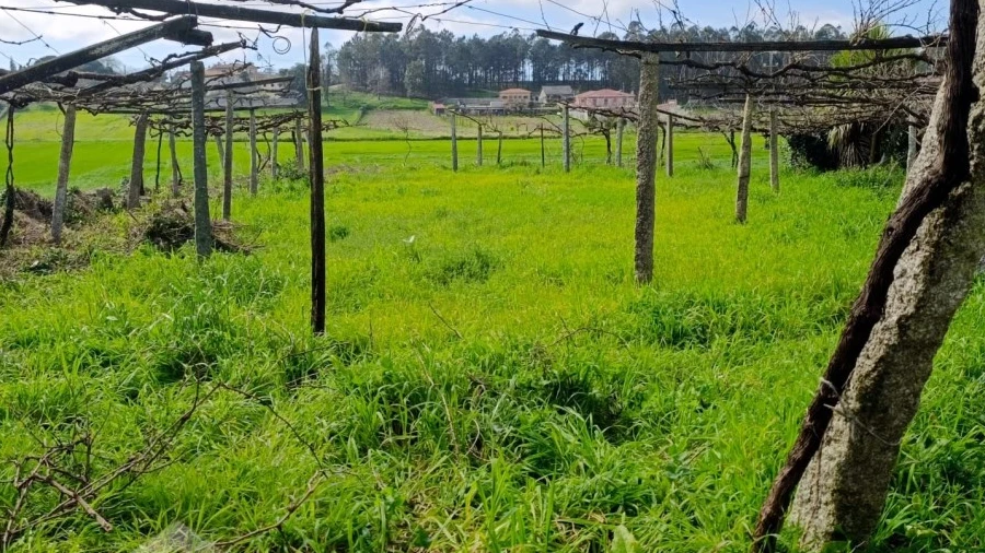 Terreno Agricola ou Rústico para Venda em Cristelo