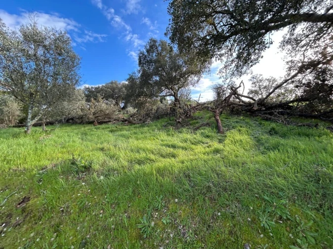 Terreno para Venda em São João Baptista e Santa Maria dos Olivais Foto 4