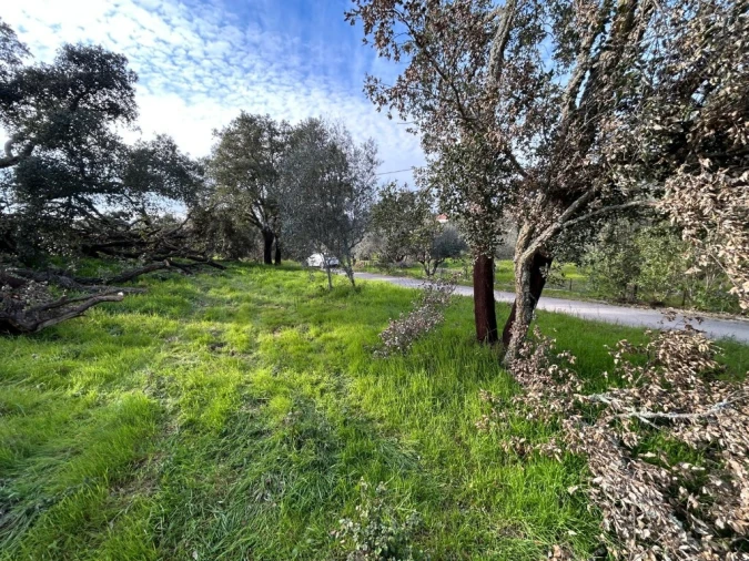 Terreno para Venda em São João Baptista e Santa Maria dos Olivais Foto 1