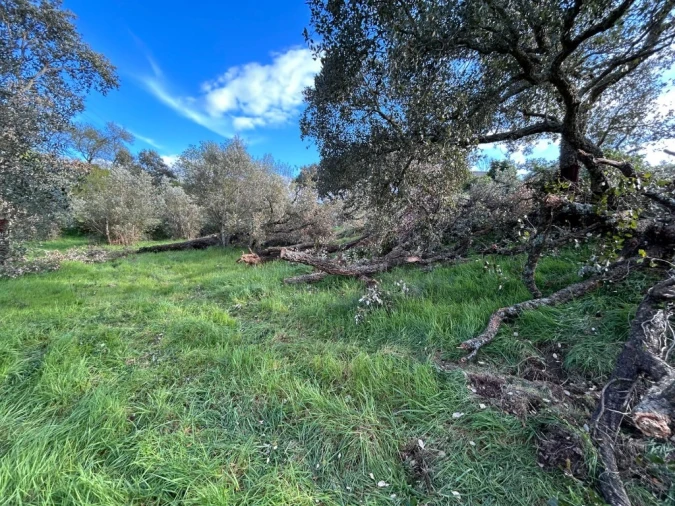 Terreno para Venda em São João Baptista e Santa Maria dos Olivais Foto 3