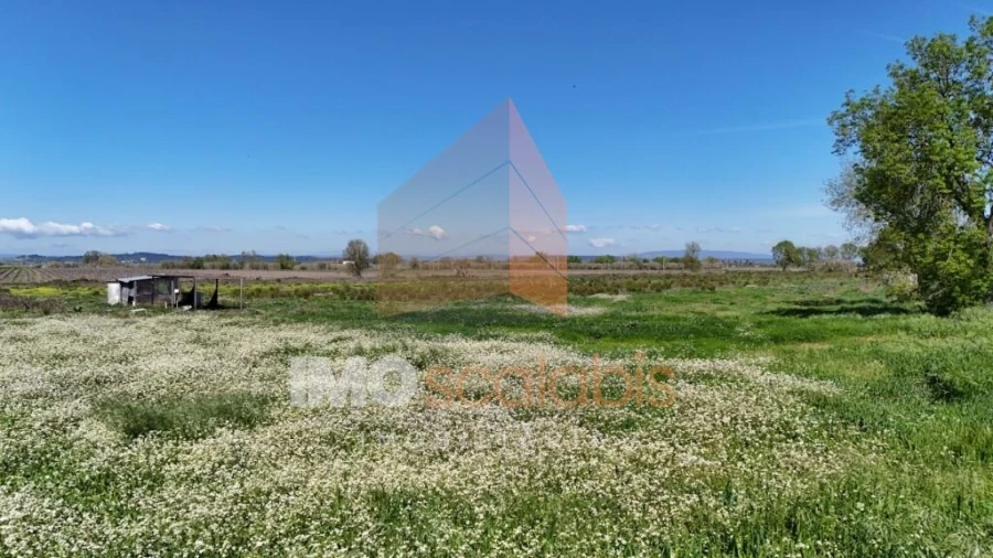 Terreno para Venda em Alpiarça Foto 10