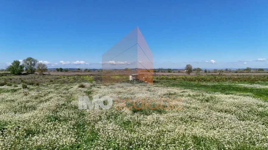 Terreno para Venda em Alpiarça Foto 9