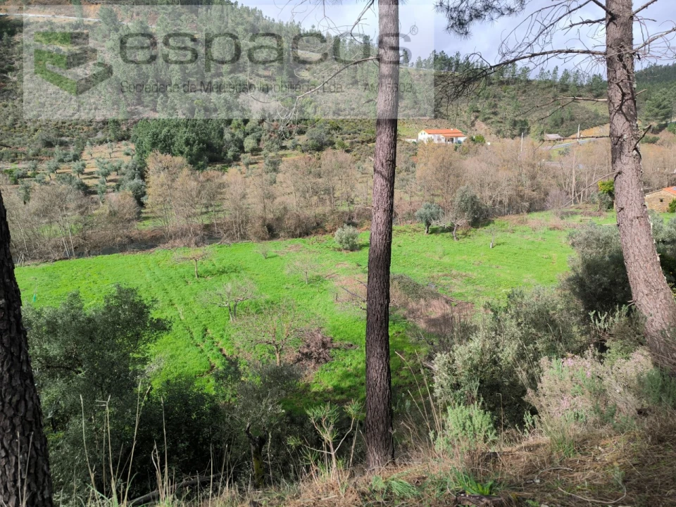 Terreno Agricola ou Rústico para Venda em Sarzedas Foto 12