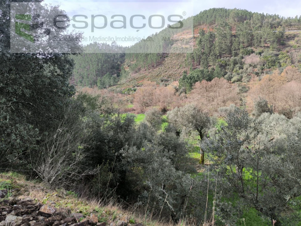 Terreno Agricola ou Rústico para Venda em Sarzedas Foto 14