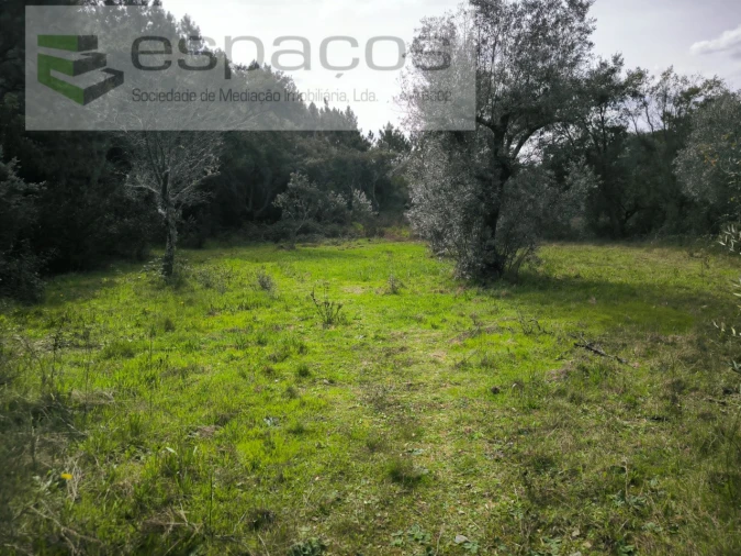 Terreno Agricola ou Rústico para Venda em Sarzedas Foto 7