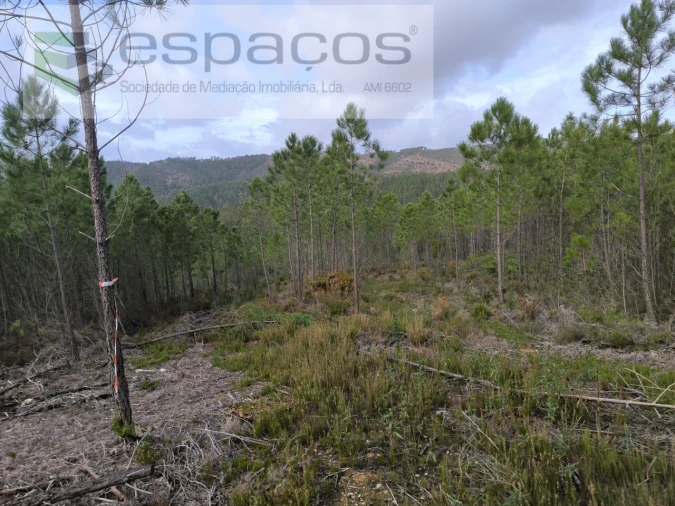 Terreno Agricola ou Rústico para Venda em Sarzedas Foto 10