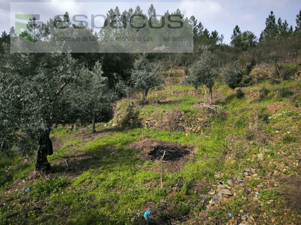 Terreno Agricola ou Rústico para Venda em Sobreira Formosa e Alvito da Beira Foto 6