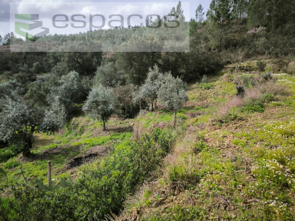 Terreno Agricola ou Rústico para Venda em Sobreira Formosa e Alvito da Beira Foto 8