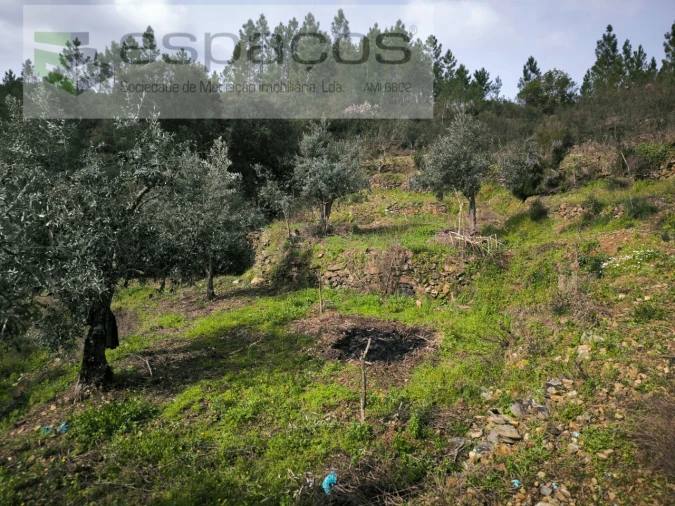 Terreno Agricola ou Rústico para Venda em Sobreira Formosa e Alvito da Beira Foto 6