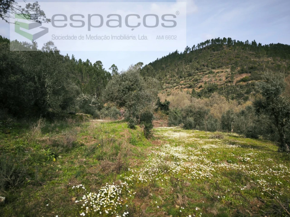 Terreno Agricola ou Rústico para Venda em Sobreira Formosa e Alvito da Beira Foto 5