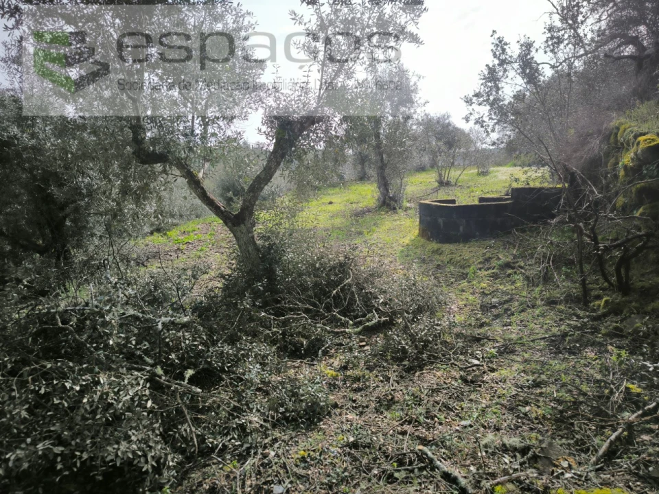 Terreno Agricola ou Rústico para Venda em Sobreira Formosa e Alvito da Beira Foto 6