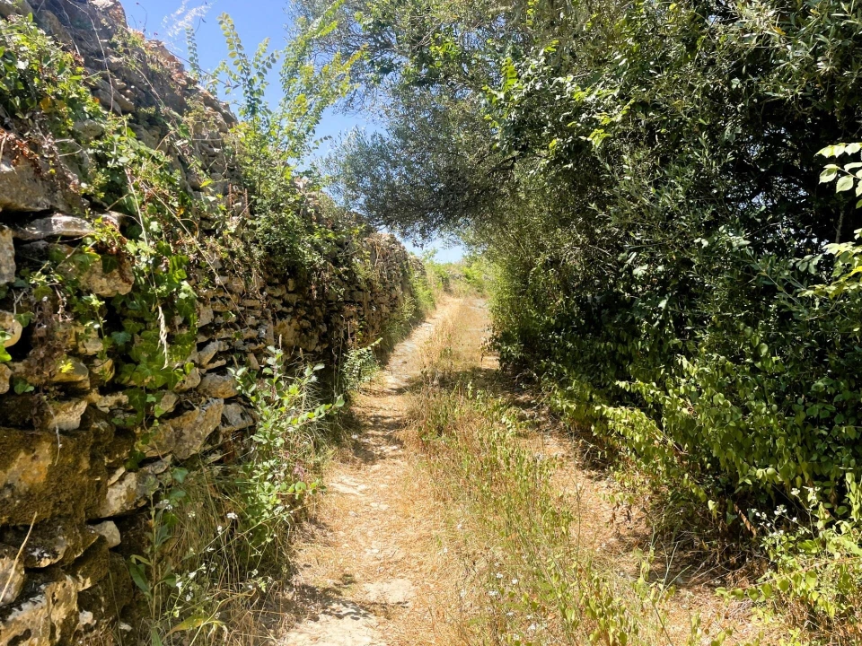 Terreno para Venda em Santa Maria e São Miguel, São Martinho, São Pedro Penaferrim Foto 26