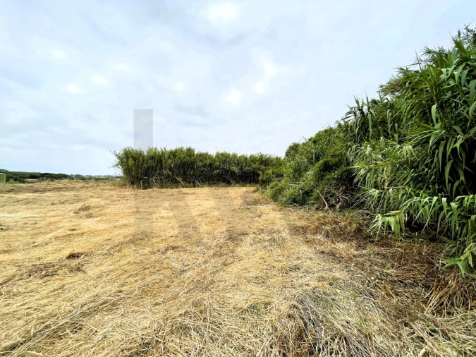 Terreno para Venda em Santa Maria e São Miguel, São Martinho, São Pedro Penaferrim Foto 21