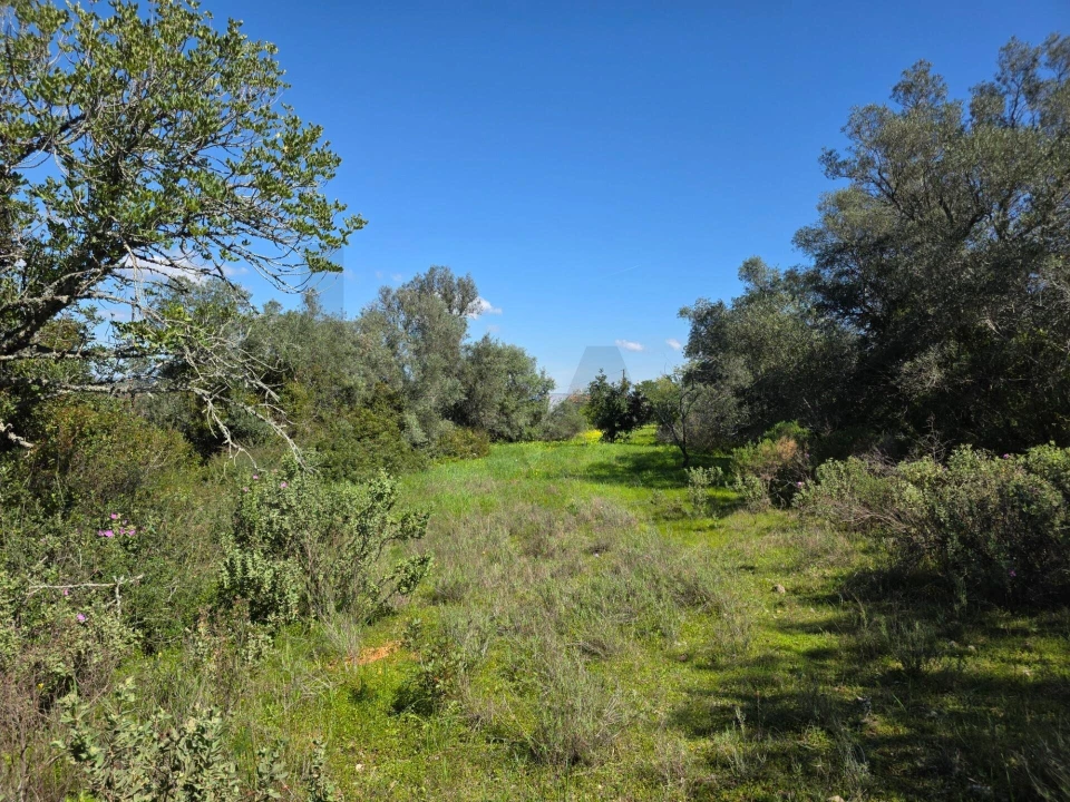 Terreno para Venda em Alcantarilha e Pêra Foto 8