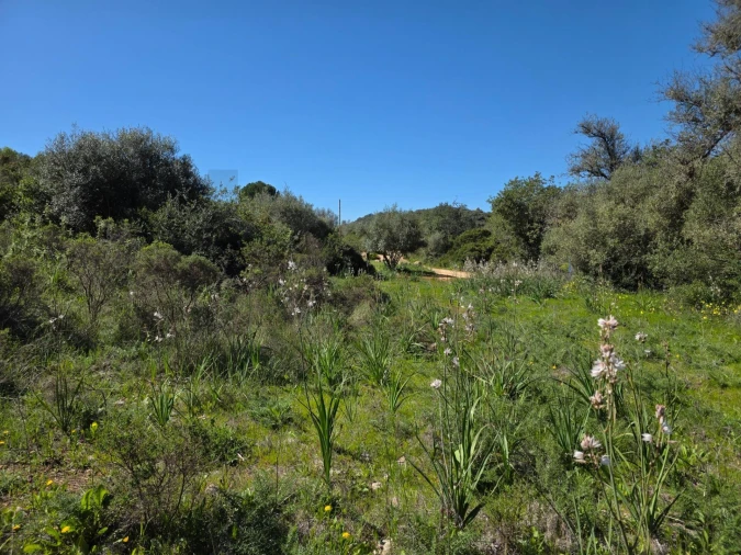 Terreno para Venda em Alcantarilha e Pêra Foto 3