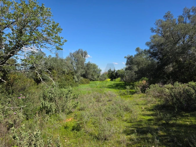 Terreno para Venda em Alcantarilha e Pêra Foto 8