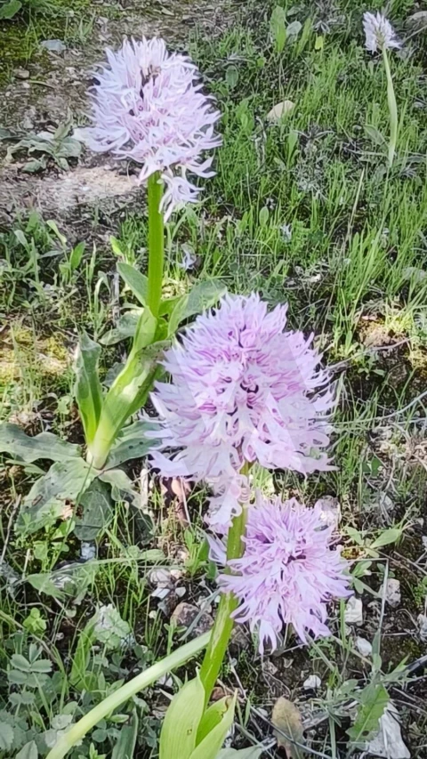 Terreno para Venda em Loule (São Clemente)