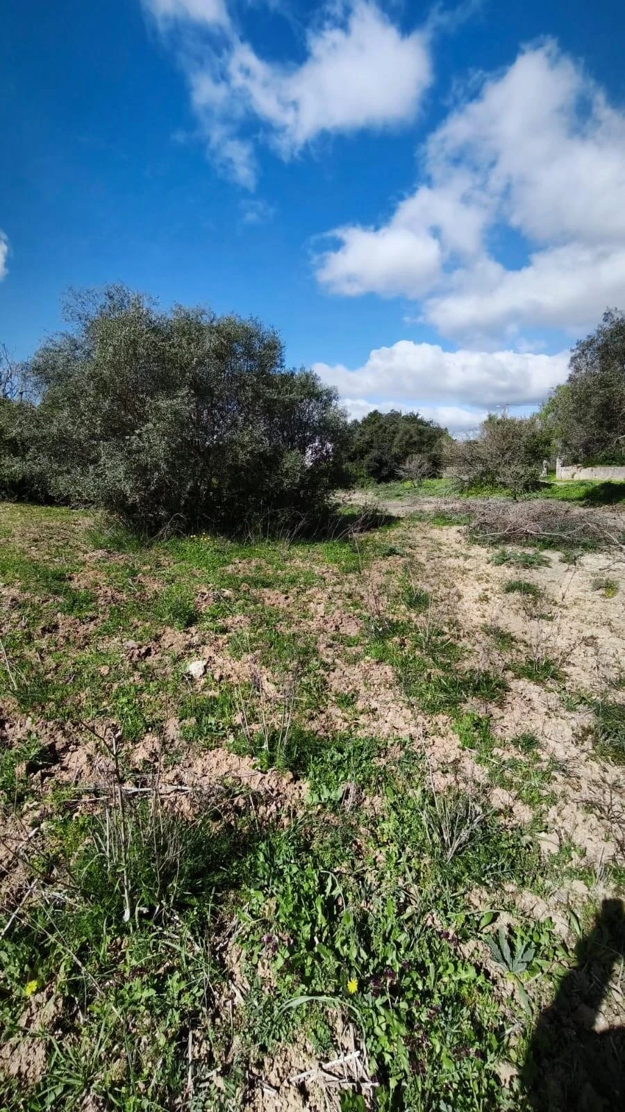 Terreno para Venda em Loule (São Clemente) Foto 13