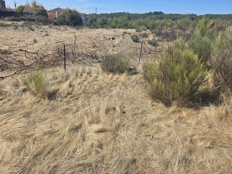 Terreno para Venda em Tavares (Chãs, Várzea e Travanca) Foto 2