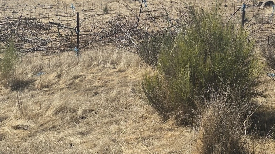 Terreno para Venda em Tavares (Chãs, Várzea e Travanca)