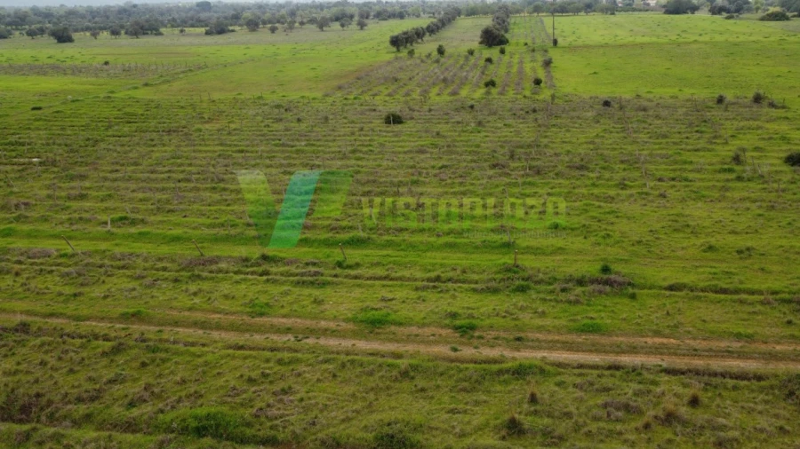 Terreno Agricola ou Rústico para Venda em Paderne
