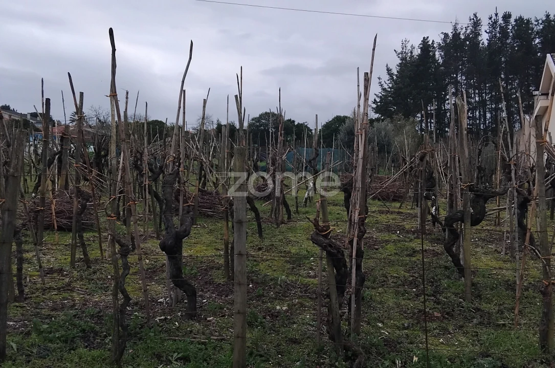 Terreno para Venda em Amoreira da Gândara, Paredes do Bairro e Ancas Foto 7