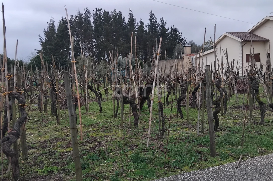 Terreno para Venda em Amoreira da Gândara, Paredes do Bairro e Ancas Foto 4