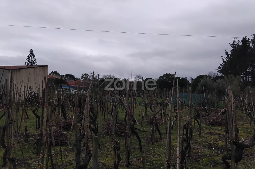 Terreno para Venda em Amoreira da Gândara, Paredes do Bairro e Ancas Foto 5
