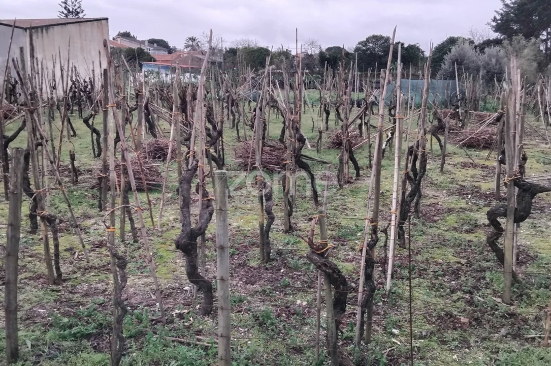 Terreno para Venda em Amoreira da Gândara, Paredes do Bairro e Ancas Foto 15