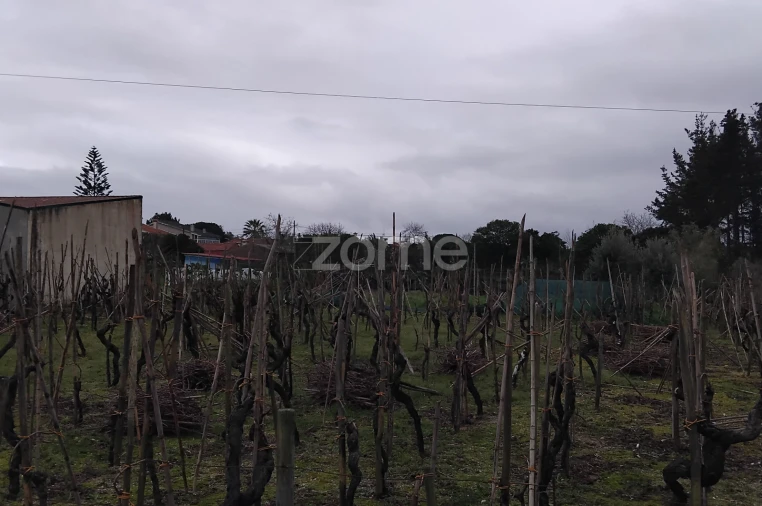 Terreno para Venda em Amoreira da Gândara, Paredes do Bairro e Ancas Foto 5