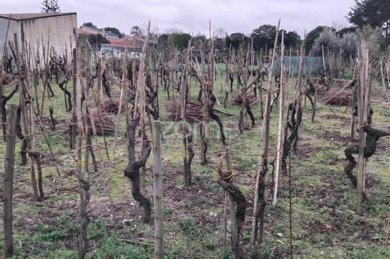 Terreno para Venda em Amoreira da Gândara, Paredes do Bairro e Ancas Foto 15