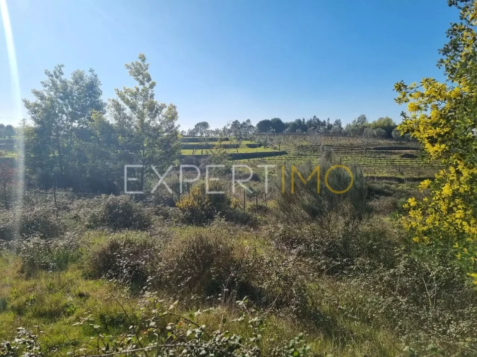 Terreno para Venda em Vila Nova de Tazem Foto 6