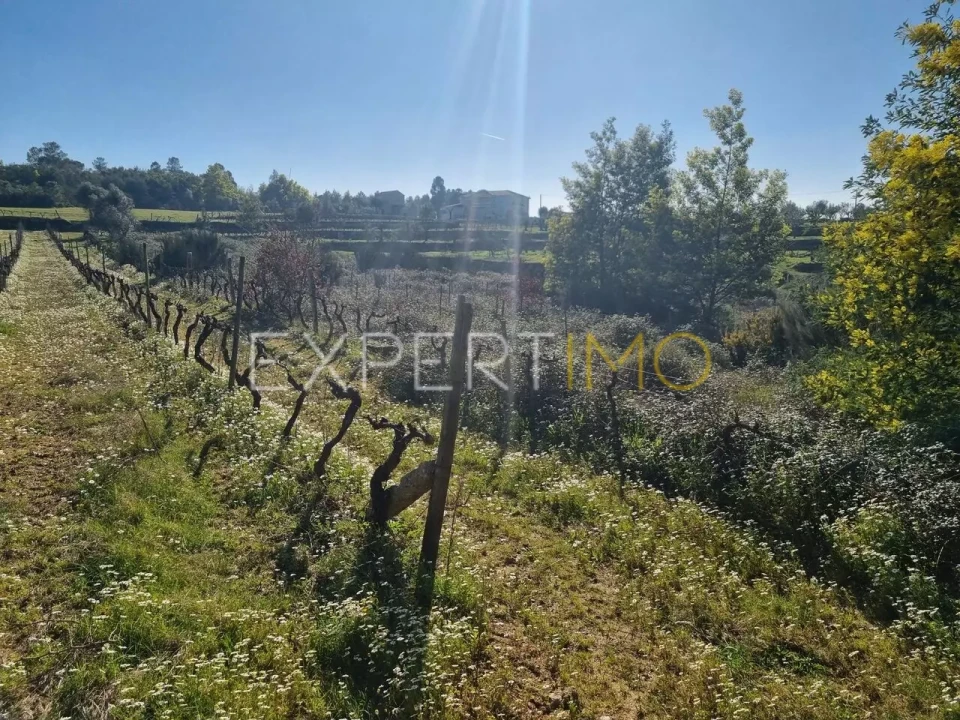 Terreno para Venda em Vila Nova de Tazem Foto 7