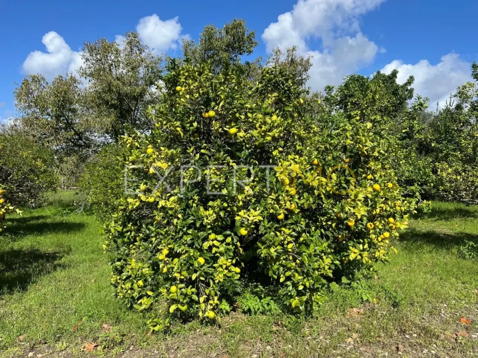 Moradia T3 para Venda em São Silvestre Foto 33